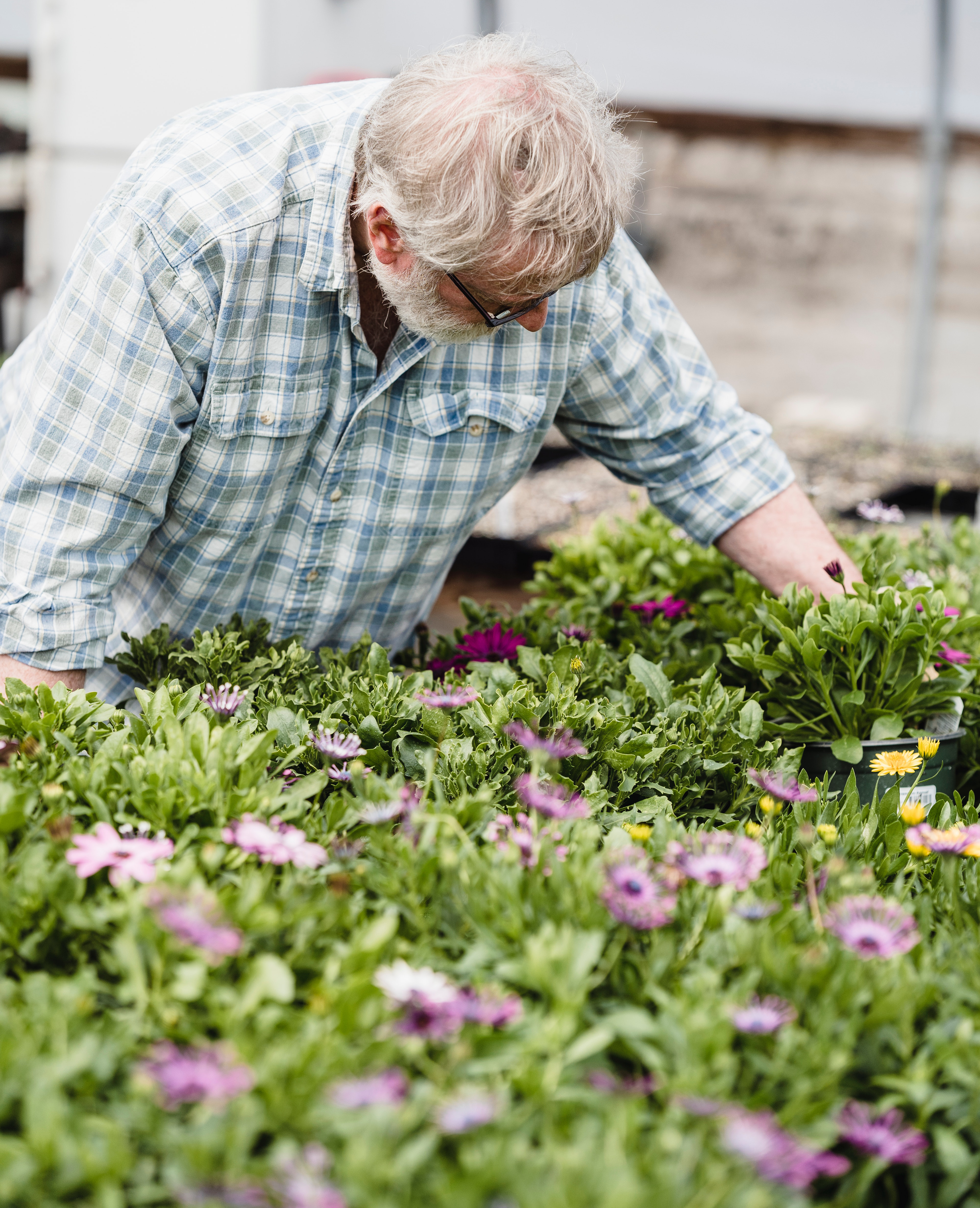 Herbal gardens offer multiple benefits